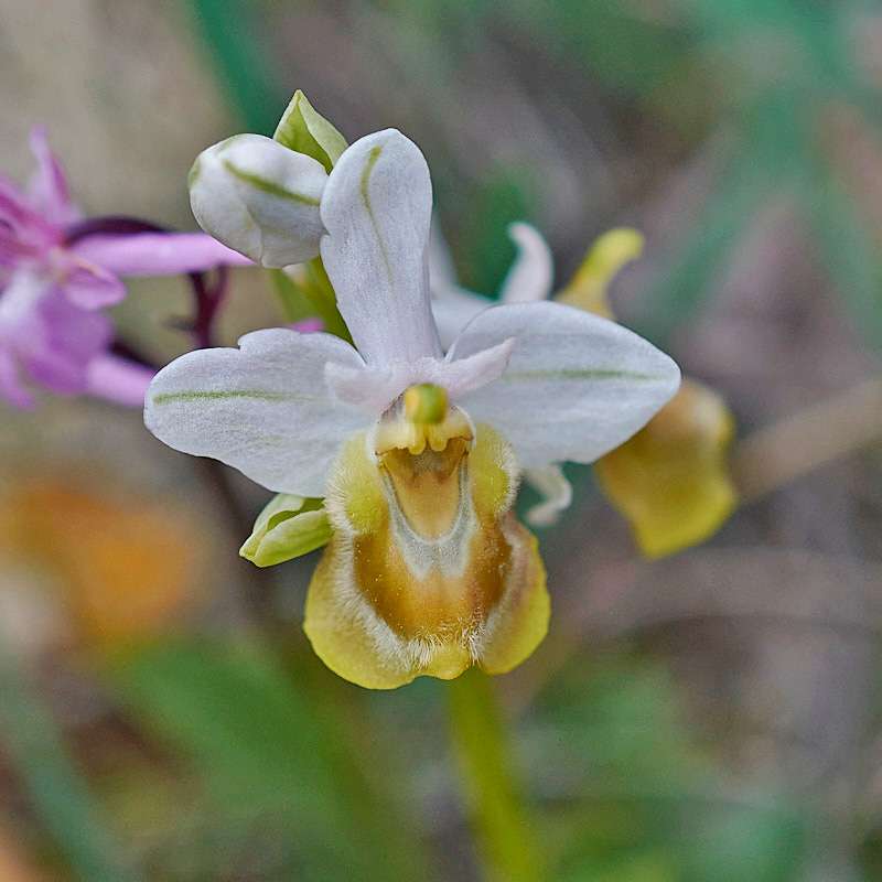 Wespen-Ragwurz (Ophrys tenthredinifera f. flavescens), gelb blühende Form