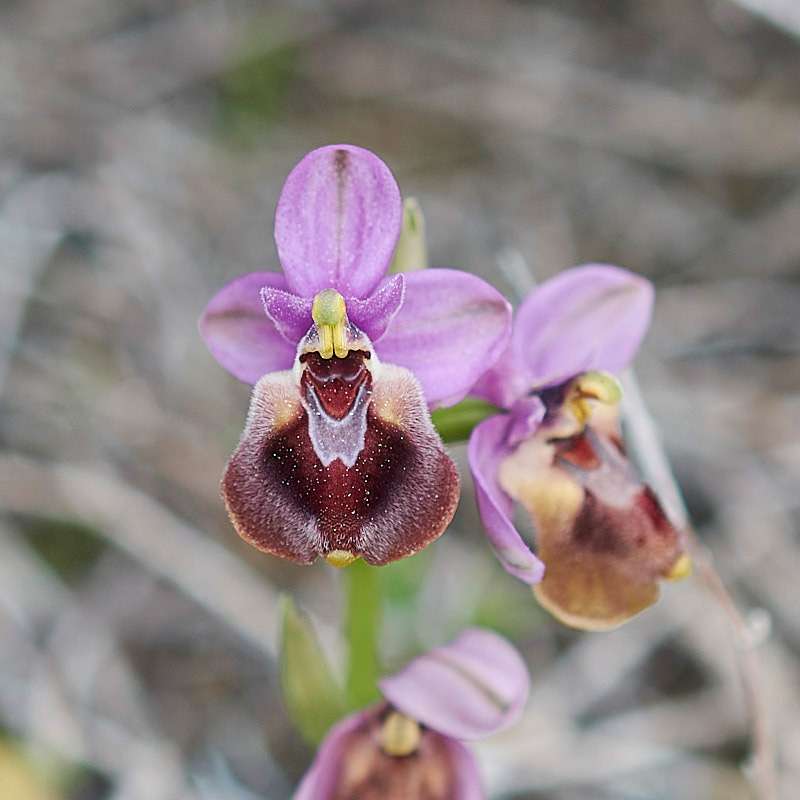Wespen-Ragwurz var. leochroma (Ophrys tenthredinifera var. leochroma)