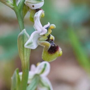 Wespen-Ragwurz var. neglecta (Ophrys tenthredinifera var. neglecta)