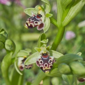 Nabel-Ragwurz var. rhodia (Ophrys umbilicata var. rhodia)