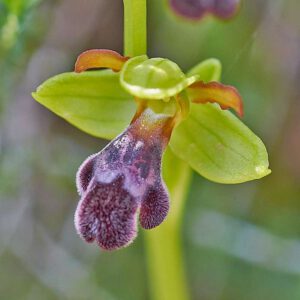 Algarve-Ragwurz (Ophrys vasconica subsp. algarvensis)