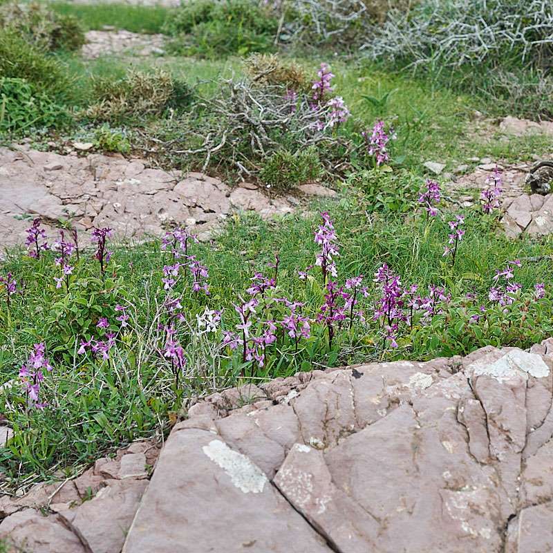 Anatolisches Knabenkraut (Orchis anatolica)