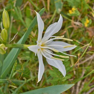 Illyrische Pankrazlilie (Pancratium illyricum)