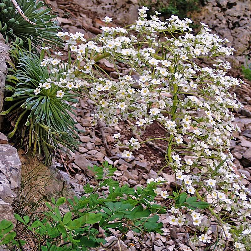 Pyrenäen-Steinbrech (Saxifraga longifolia)