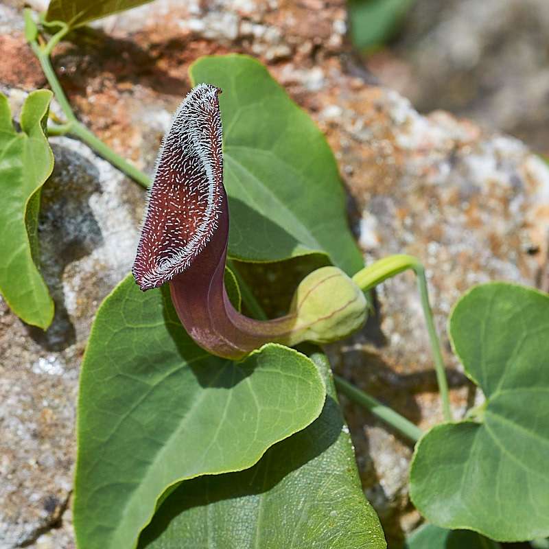 Südspanische Osterluzei (Aristolochia baetica)