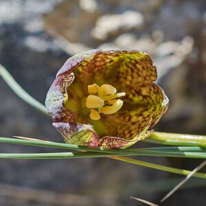 Portugiesische Schachblume (Fritillaria lusitanica)