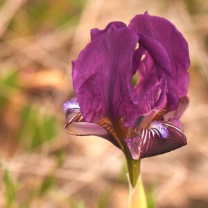 Sizilische Zwergiris (Iris pseudopumila)