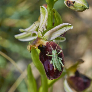 Bertolonii-ähnliche Ragwurz (Ophrys bertoloniiformis) mit Heuschreckenlarve