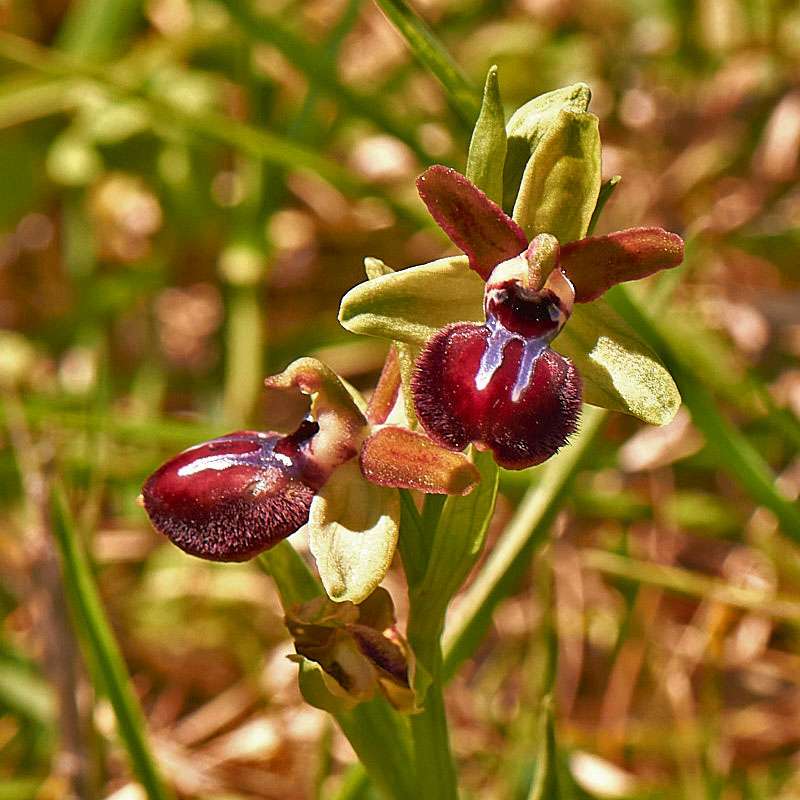 Gargano-Ragwurz (Ophrys passionis subsp. garganica)