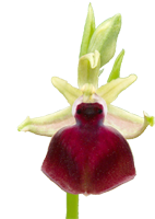 Helena-Ragwurz (Ophrys helenae), (c) Rainer Hippa/NABU-naturgucker.de