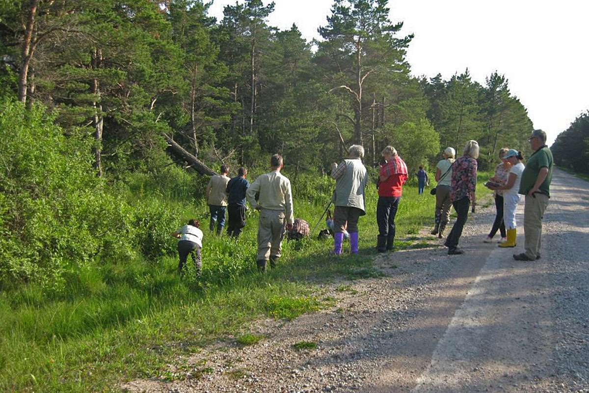 Gemeinsames Botanisieren in Estland