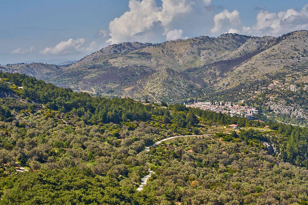 Mancherorts dominieren auf Chios Olivenbäume und Kiefern die Landschaft