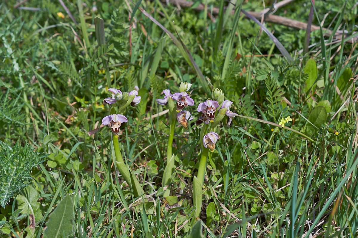 Lapethos-Ragwurz (Ophrys lapethica)