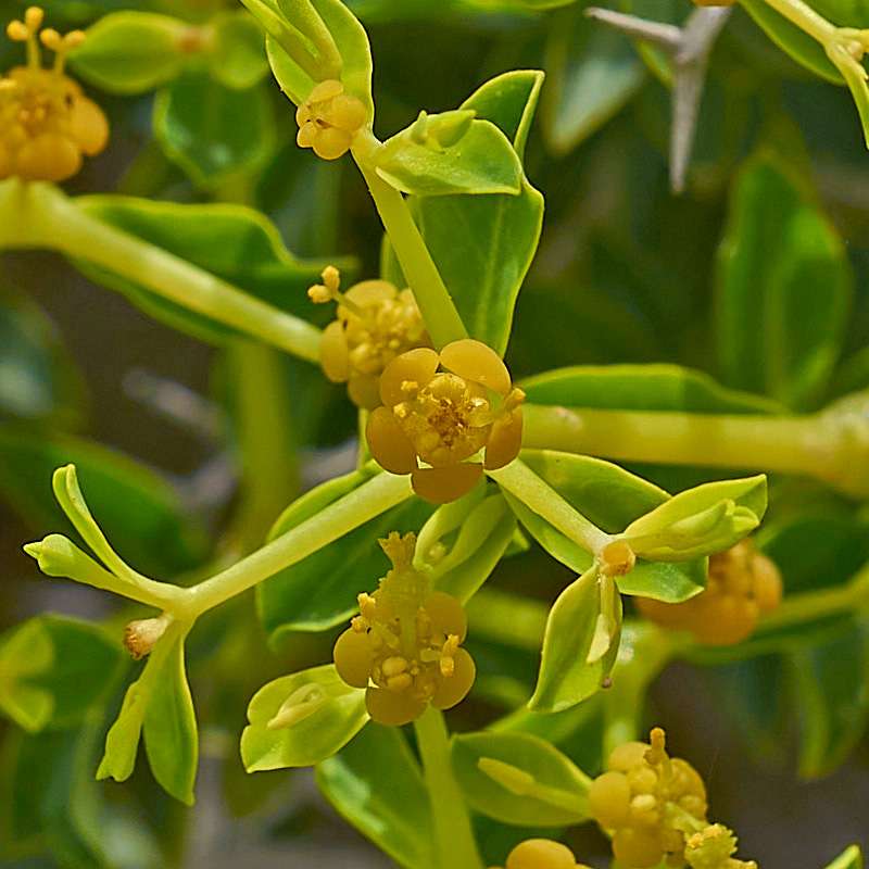 Dornbusch-Wolfsmilch (Euphorbia acanthothamnos)