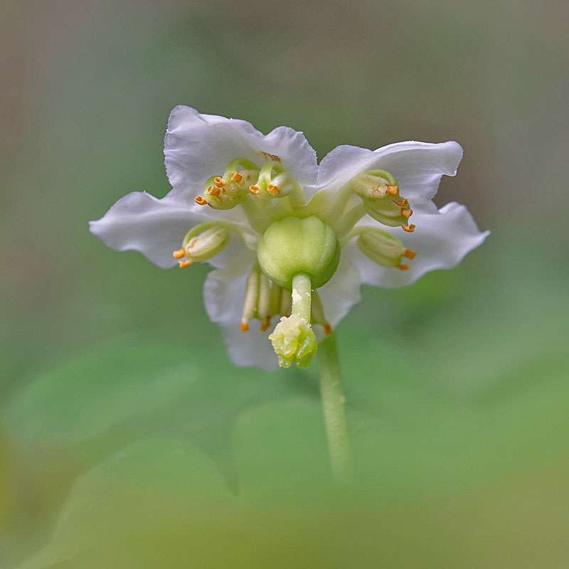 Einblütiges Wintergrün (Moneses uniflora)