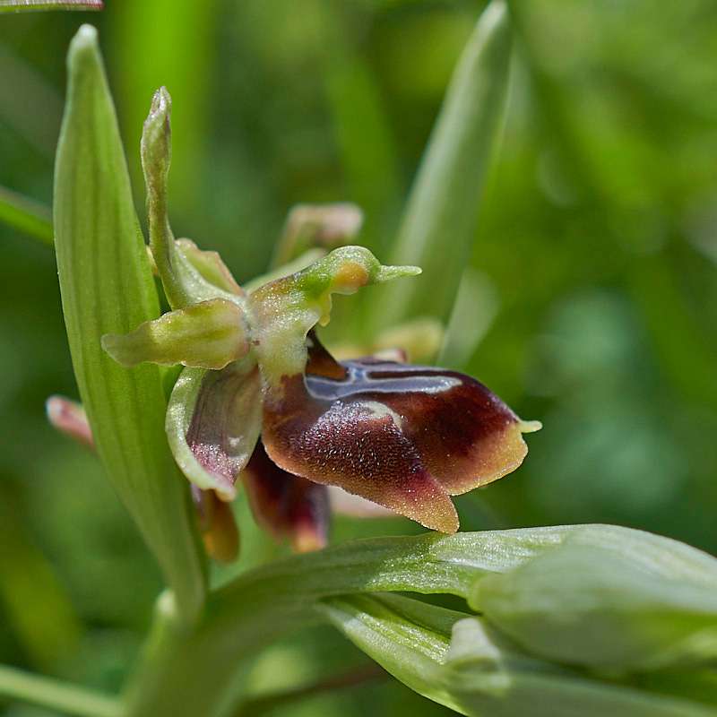 Alasia-Ragwurz (Ophrys sphegodes subsp. alasiatica)
