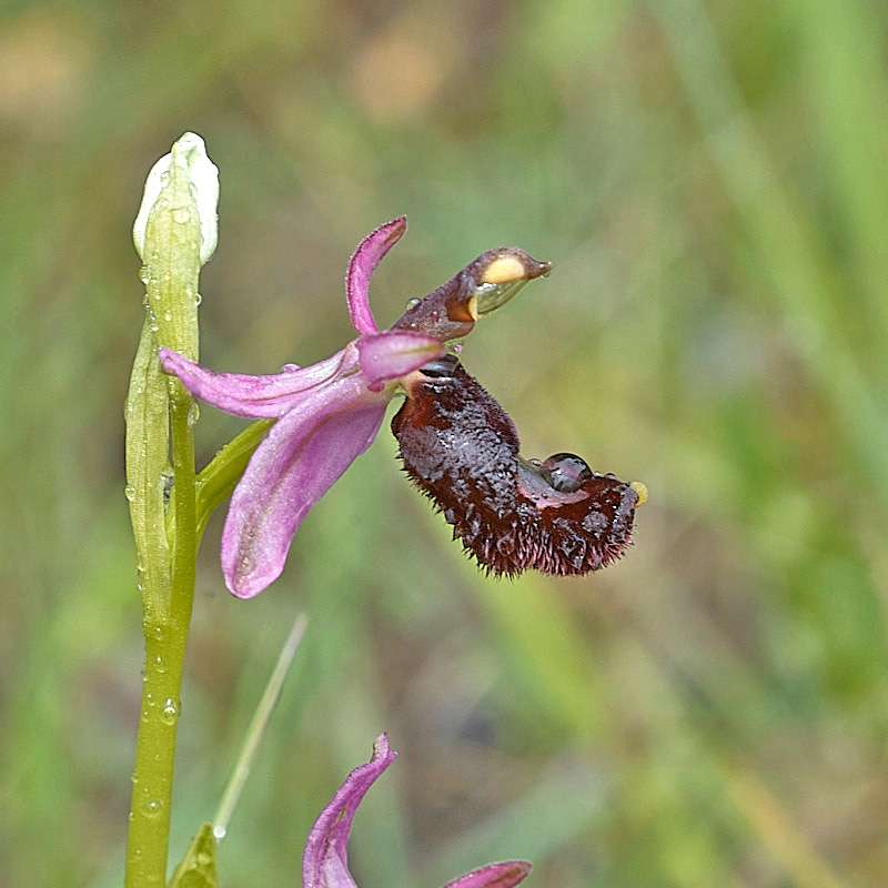Gewöhnliche Bertolonis Ragwurz (Ophrys bertolonii subsp. bertolonii)