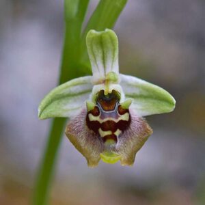 Bornmüllers Ragwurz (Ophrys bornmuelleri)