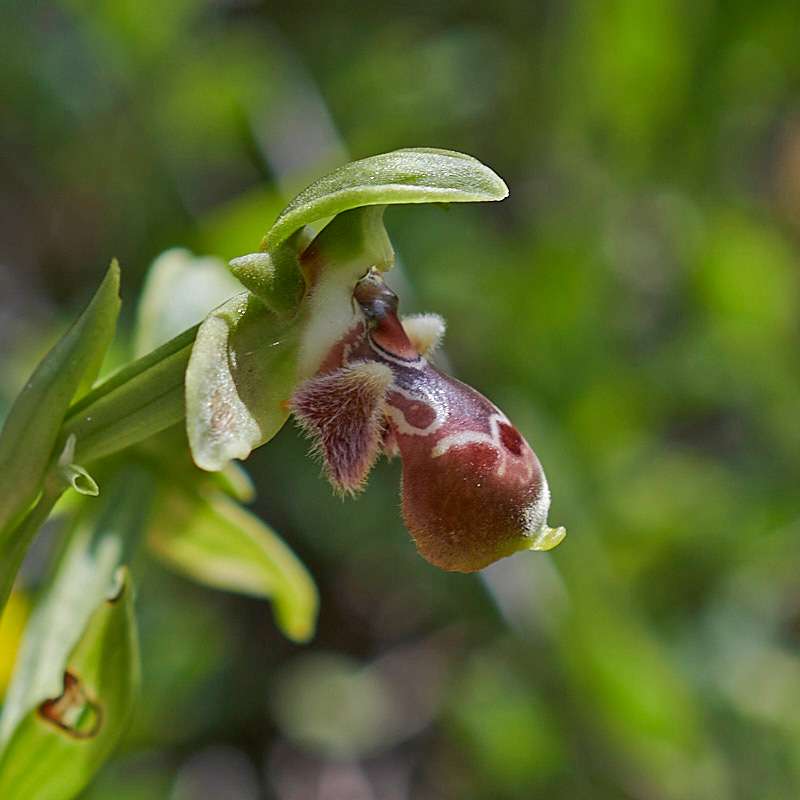 Gelbrandige Ragwurz (Ophrys flavomarginata)