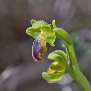 Braune Ragwurz var. cinereophila (Ophrys fusca var. cinereophila)