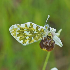 Hummel-Ragwurz (Ophrys fuciflora) mit Östlichem Gesprenkeltem Weißling (Euchloe ausonia)