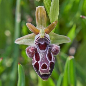 Kotschys Ragwurz (Ophrys kotschyi)