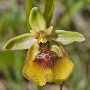 Lacaitas Ragwurz (Ophrys lacaitae)