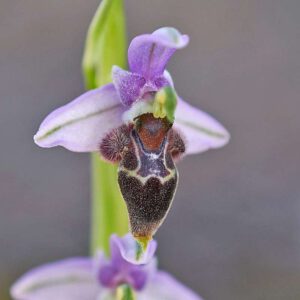 Lapethos-Ragwurz (Ophrys lapethica)