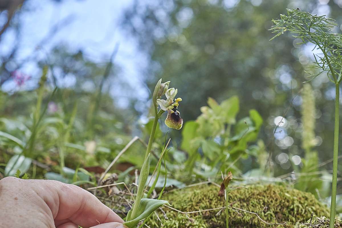 Normans Ragwurz (Ophrys normanii)
