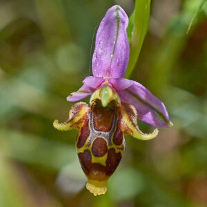 Phrygische Ragwurz (Ophrys oestrifera var. phrygia)