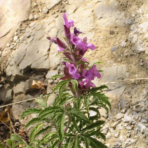 Garedscha-Salbei (Salvia garedjii)