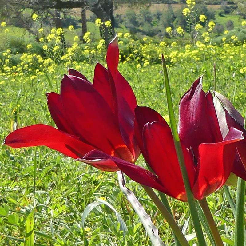 Zypern-Tulpe (Tulipa cypria)