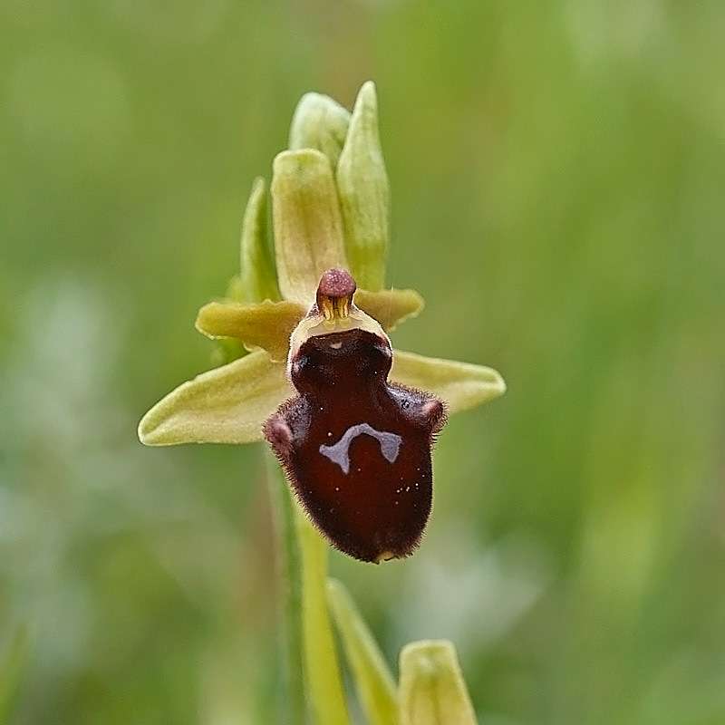 Vorgebirgs-Ragwurz (Ophrys promontorii)