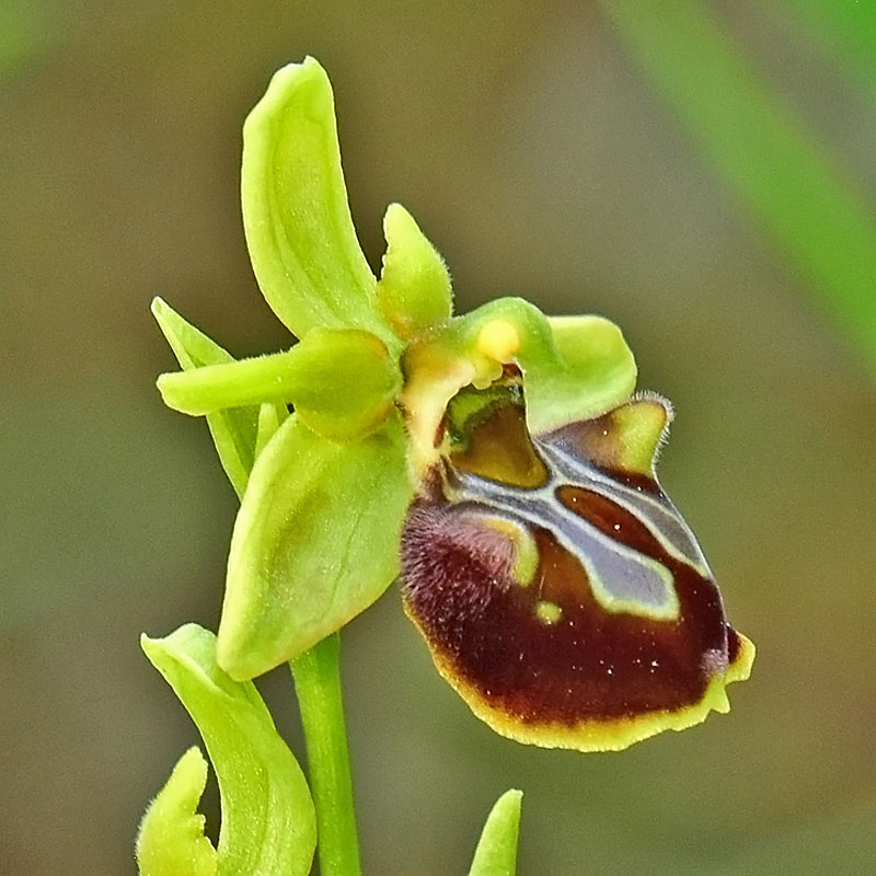Zeus-Spinnen-Ragwurz (Ophrys sphegodes subsp. zeusii)