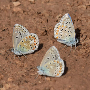Himmelblauer Bläuling (Lysandra bellargus)