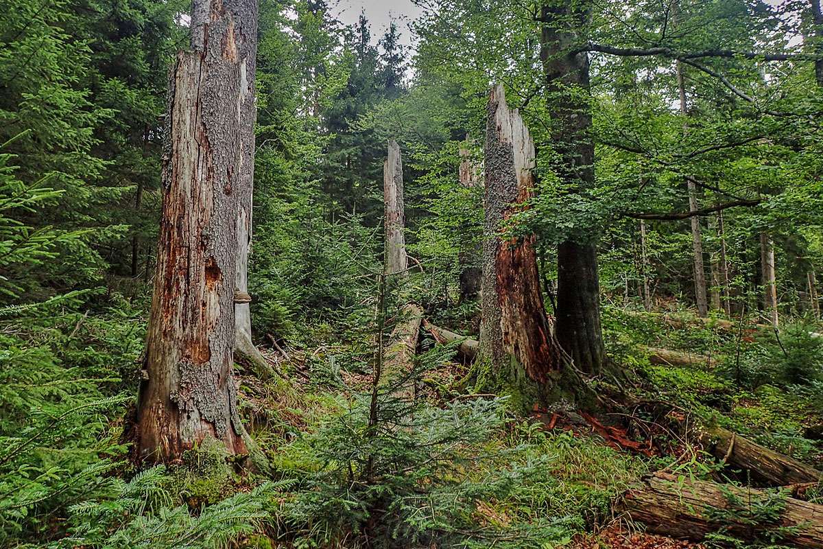 Naturwald mit stehendem Totholz