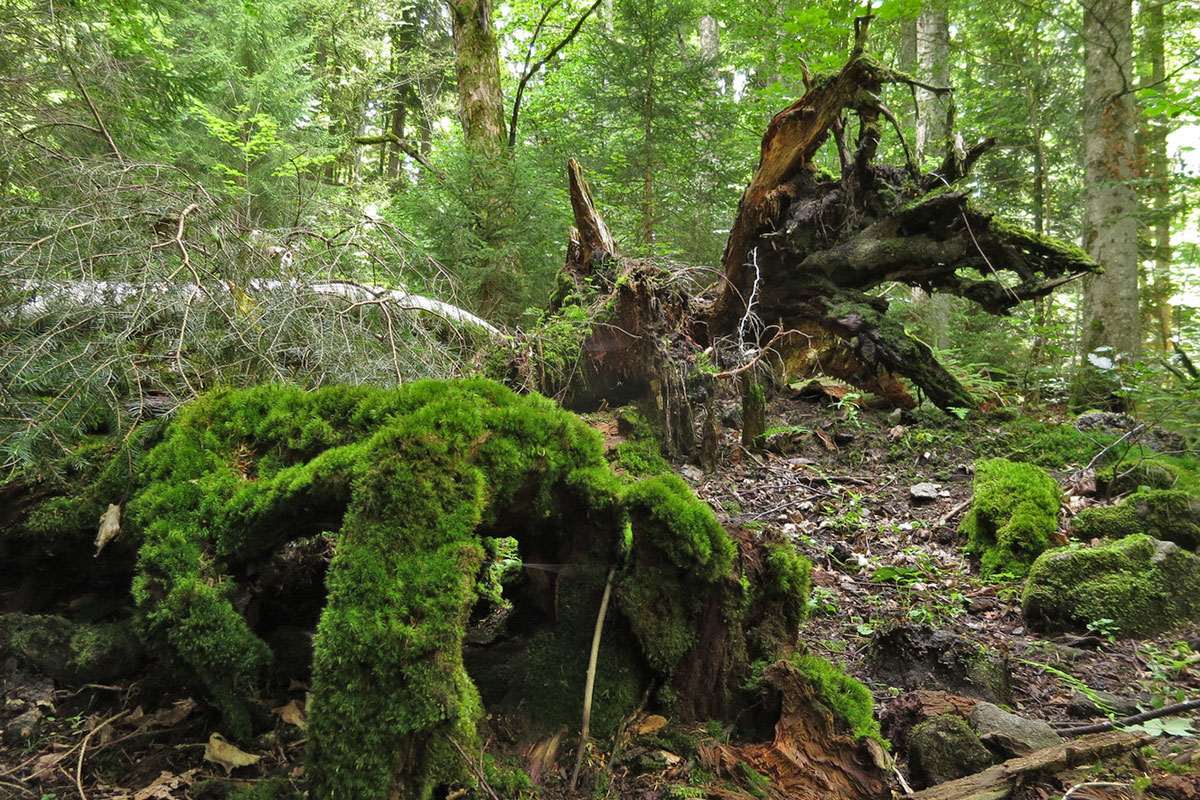 Moos auf liegendem Totholz im Naturwald St. Oswald