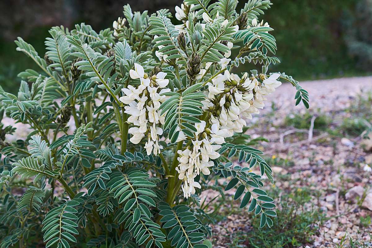 Peloponnes-Tragant (Astragalus drupaceus), (c) Stefan Munzinger/NABU-naturgucker.de