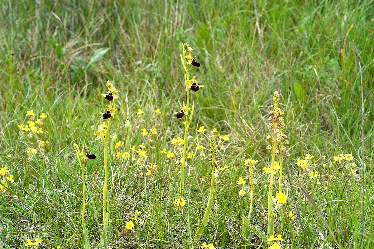 Oster-Ragwurz (Ophrys passionis) und Aceras spec., (c) Stefan Munzinger/NABU-naturgucker.de