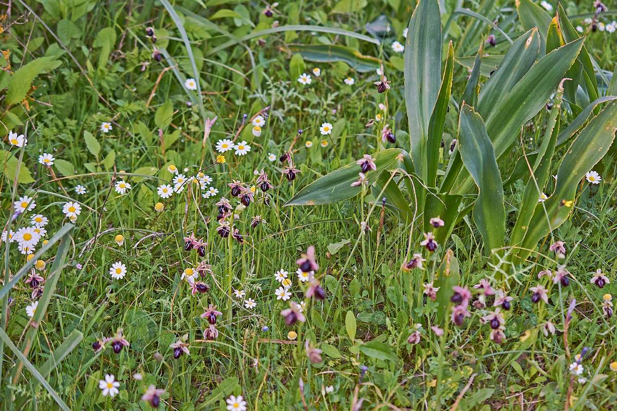 Spruners Ragwurz (Ophrys spruneri), (c) Stefan Munzinger/NABU-naturgucker.de
