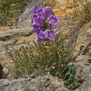 Prächtige Glockenblume (Campanula speciosa)