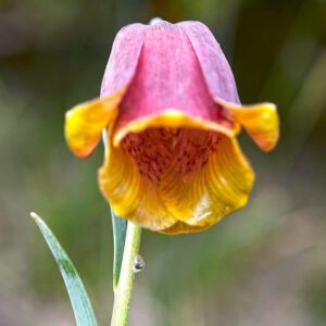 Pyrenäen-Schachblume (Fritillaria pyrenaica)