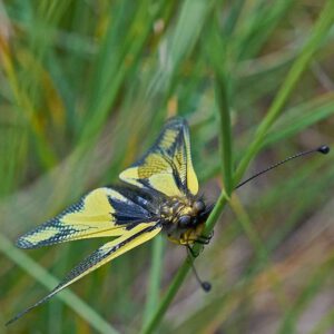 Libellen-Schmetterlingshaft (Libelloides coccajus)