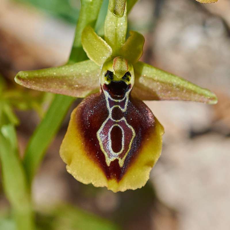 Äskulap-Ragwurz (Ophrys aesculapii)