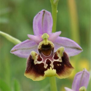 Ophrys holoserica subsp. apennina