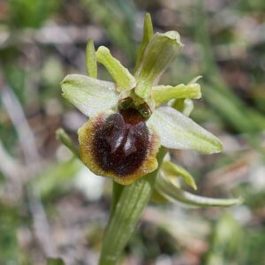 Ophrys araneola x passionis