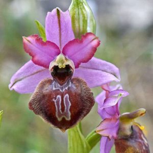 Aveyron-Ragwurz (Ophrys aveyronensis)