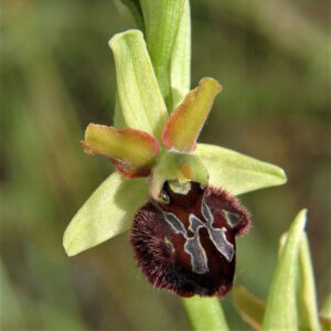 Ophrys incubacea subsp. brutia