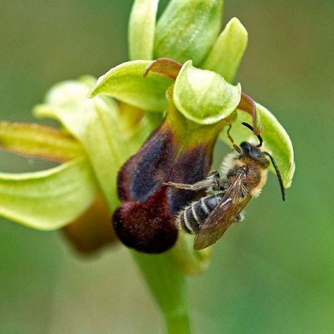 Braune Ragwurz var. sulcata (Ophrys fusca var. sulcata) mit Wildbiene