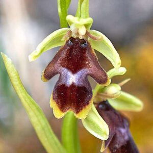 Ophrys insectifera var. aymoninii x insectifera